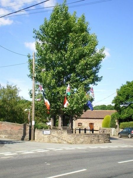 Ashton on Clun Arbor Tree
